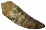 Serrated Carcharodontosaurus Tooth - Real Dinosaur Tooth #341113-1